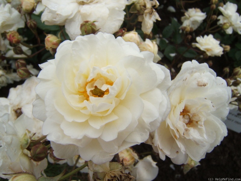 'Schneewittchen (polyantha, Lambert, 1901)' rose photo