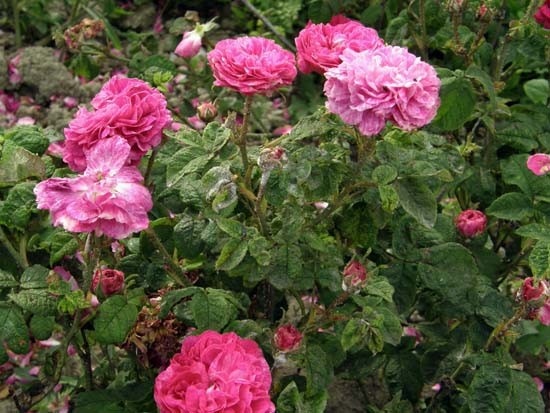 'Assemblage des Beautés' rose photo