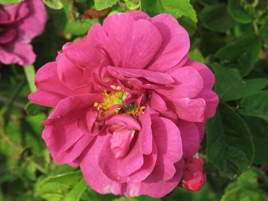 'Conditorum' rose photo