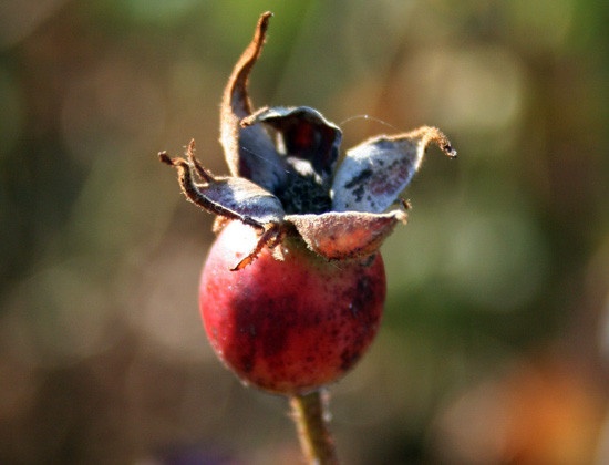 'R. gallica versicolor' rose photo