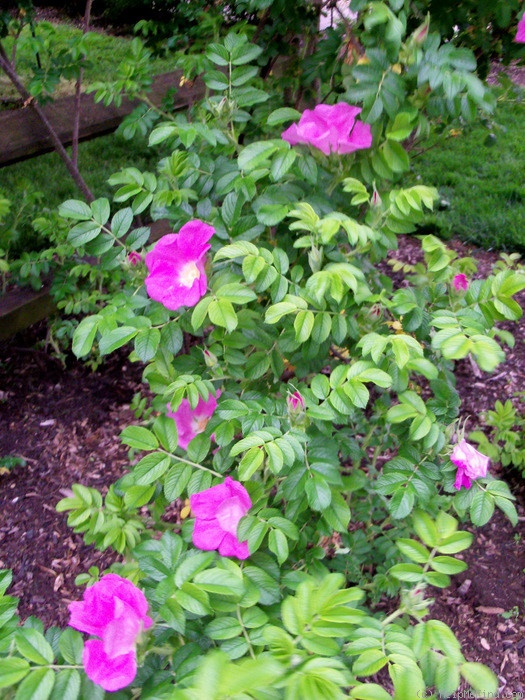 'R. rugosa rubra' rose photo