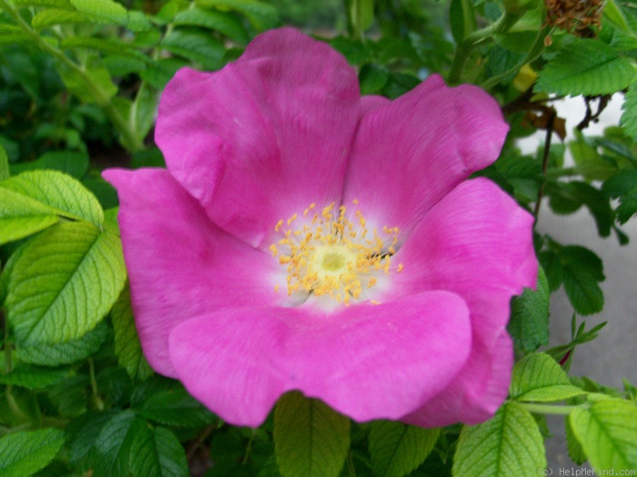 'R. rugosa rubra' rose photo