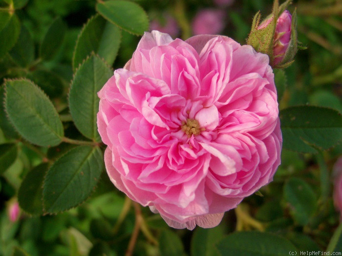 'Rose de Meaux' rose photo