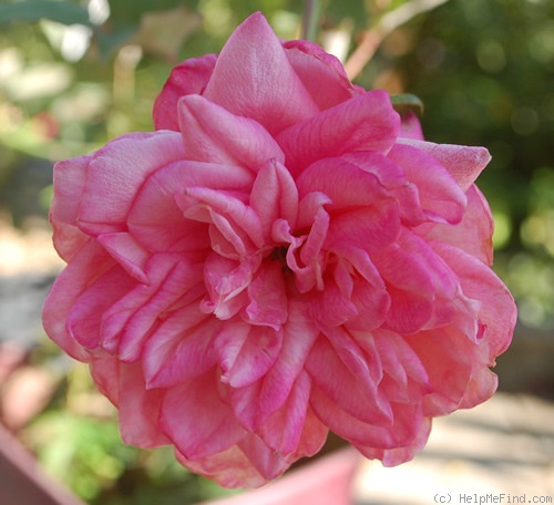 'Comtesse Festetics Hamilton' rose photo