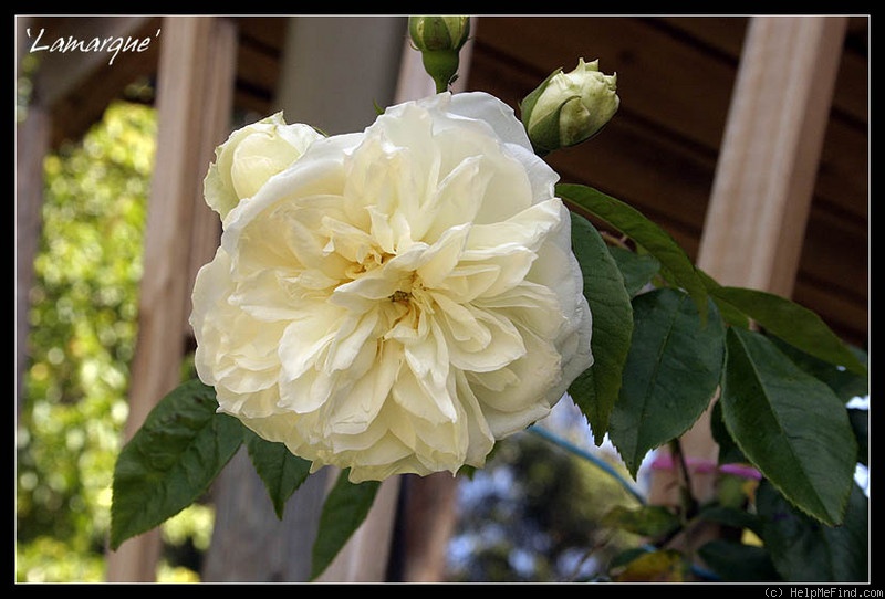 'Lamarque (noisette, Maréchal, 1830)' rose photo