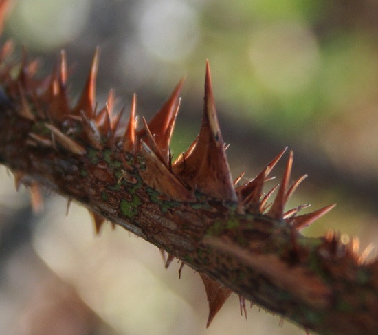 '<i>Rosa</i> X <i>centifolia</i> 'Muscosa'' rose photo