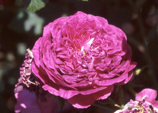 'The Bishop (gallica, Unknown 1790)' rose photo