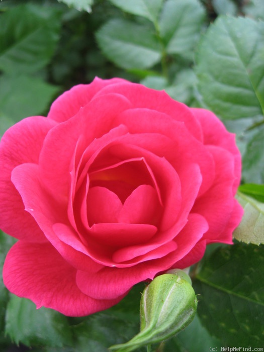 'Wacky Sheila' rose photo