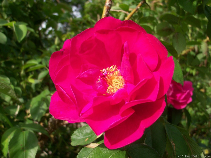 'Mrs. Anthony Waterer' rose photo