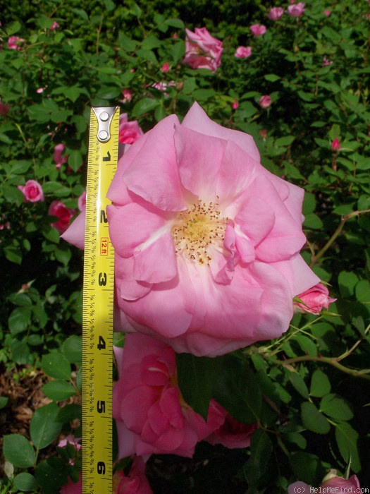 'Barn Dance' rose photo