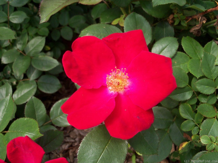 'Home Run ™(shrub, Carruth 2001)' rose photo