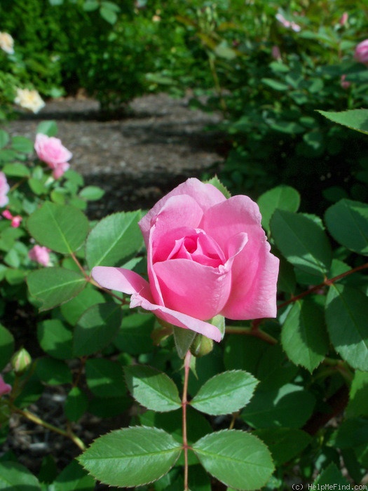 'Prairie Joy' rose photo
