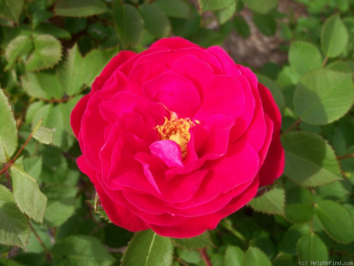 'George Vancouver' rose photo