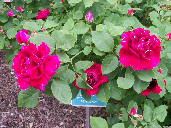 'Baron Girod de l'Ain' rose photo