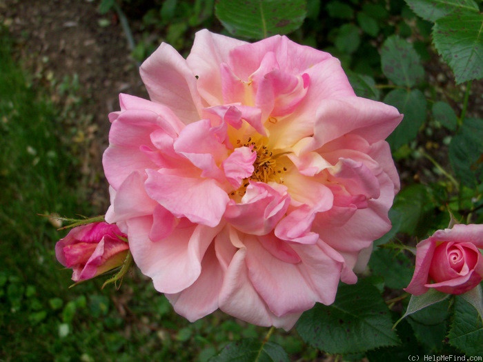 'Nymphenburg' rose photo