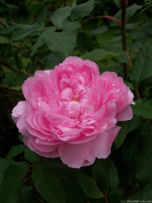 'Marchesa Boccella' rose photo