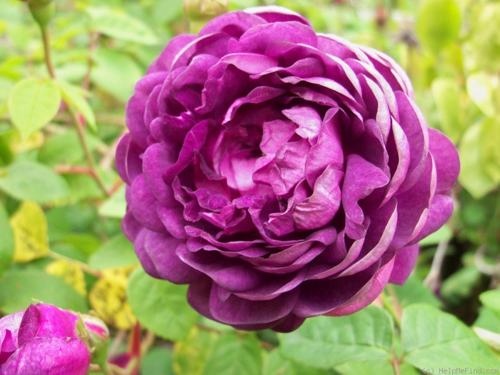 'The Bishop (gallica, Unknown 1790)' rose photo