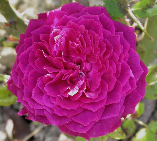 'Arthur de Sansal' rose photo