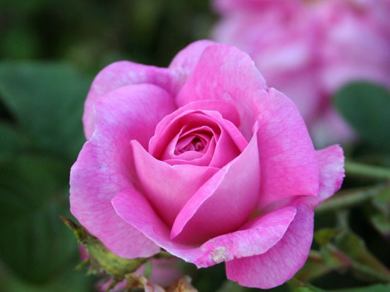 'Kazanlik' rose photo