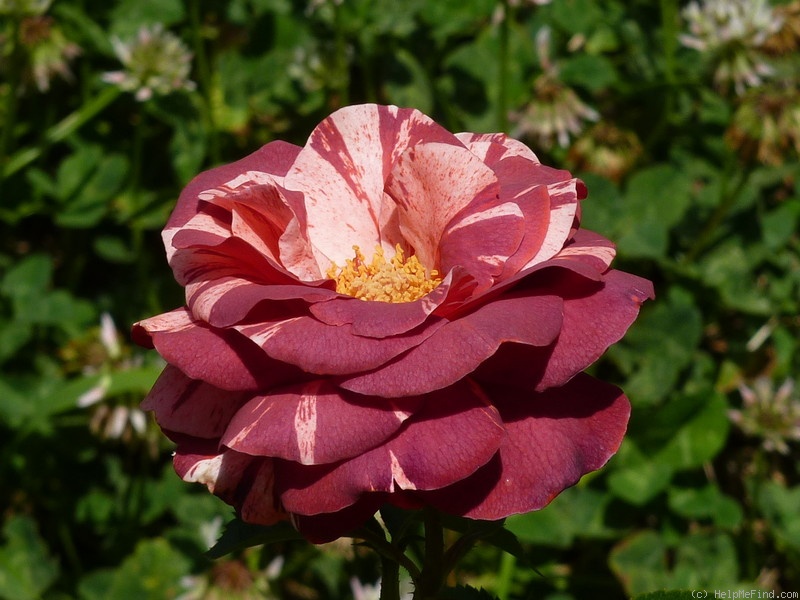 'Brownie (climber, Simpson 2009)' rose photo