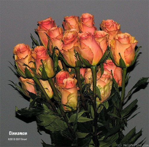 'Cinnamon' rose photo
