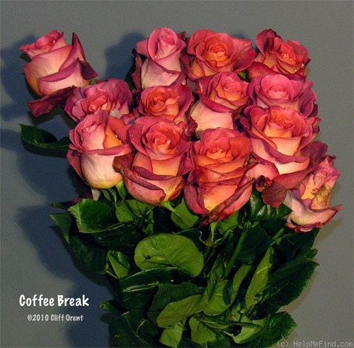 'Coffee Break ® (hybrid tea, Tantau 2003)' rose photo