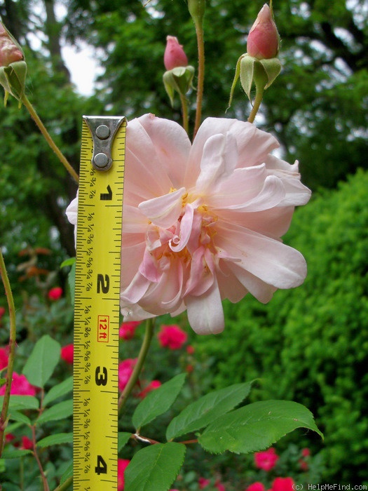 'Perle d'Or (polyantha, Rambaux, 1875)' rose photo