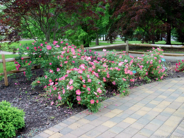 'Summer Wind' rose photo