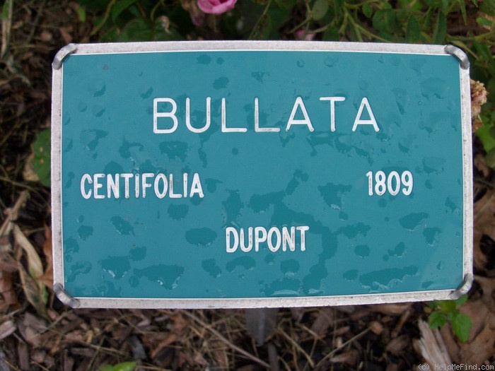 'Bullata' rose photo