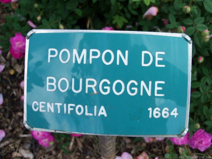 'Pompon de Bourgogne' rose photo