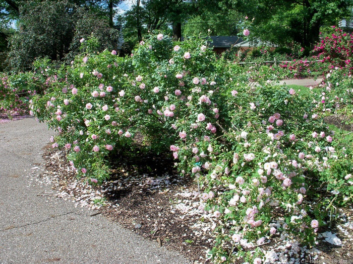 'Marie Louise (Damask, Haghen, by 1810)' rose photo