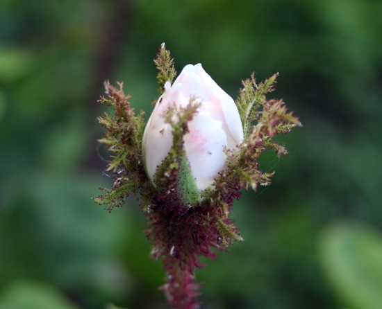 'Shailer's White Moss' rose photo