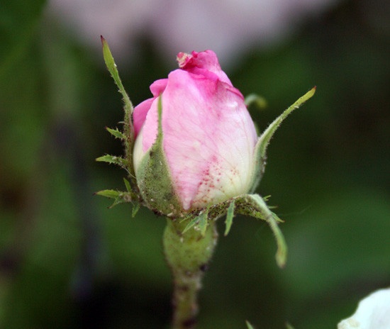 'Striped Moss (moss, Shailer)' rose photo