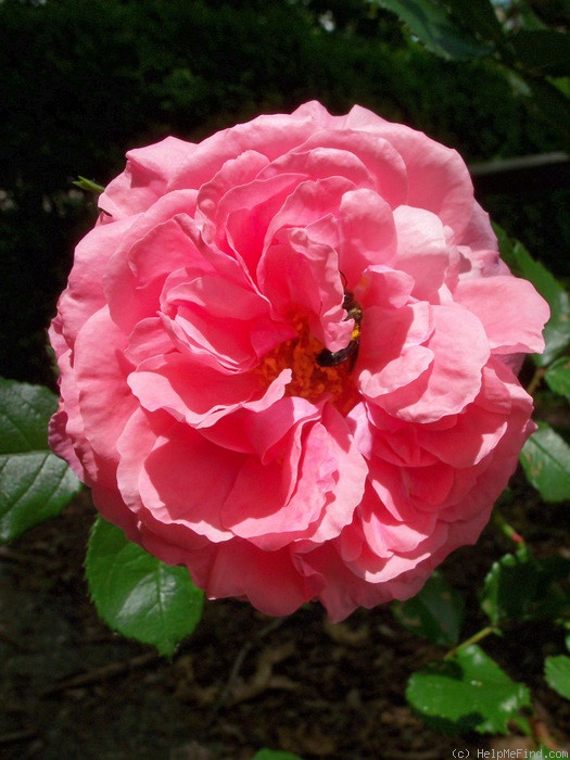 'Seminole Wind' rose photo