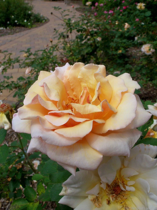 'Pearlie Mae' rose photo
