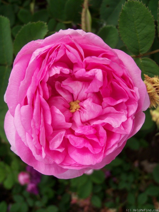 'Crested Moss' rose photo