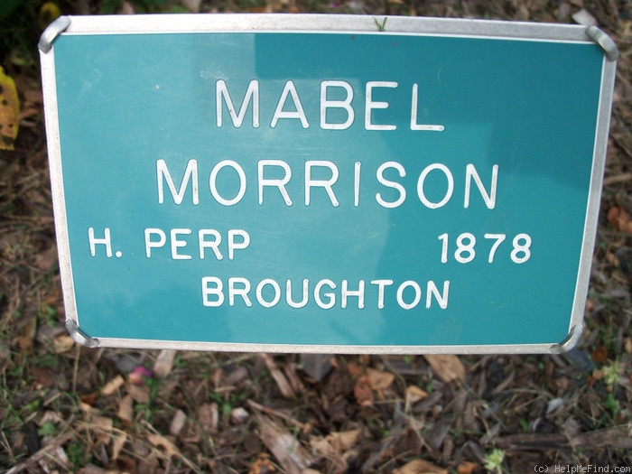 'Mabel Morrison' rose photo