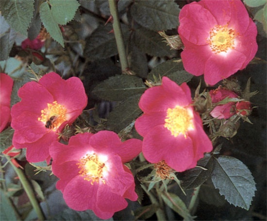 'Amy Robsart' rose photo