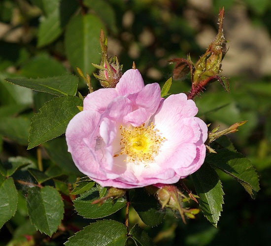 'Catherine Seyton' rose photo