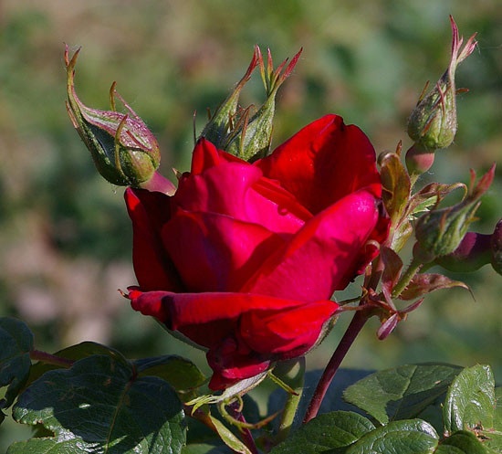 'Herbstfeuer' rose photo