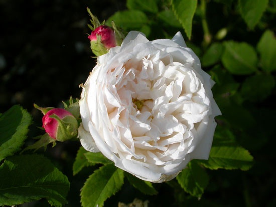 'Madame Plantier (alba-noisette hybrid, Plantier, 1835)' rose photo