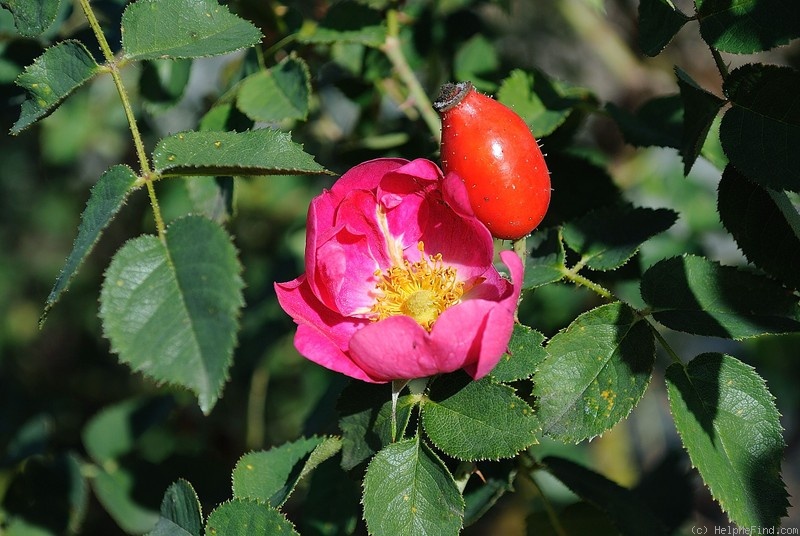 'Greenmantle' rose photo