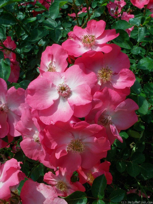 'Chuckles (floribunda, Shepherd, 1957)' rose photo