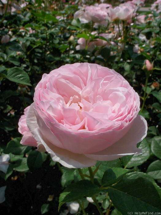 'Heritage ®' rose photo