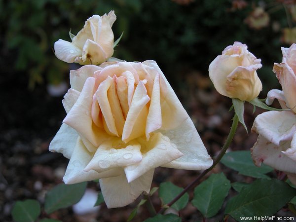 'Souvenir de Pierre Notting' rose photo