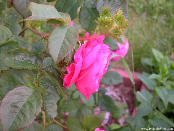 'Crested Sweetheart' rose photo