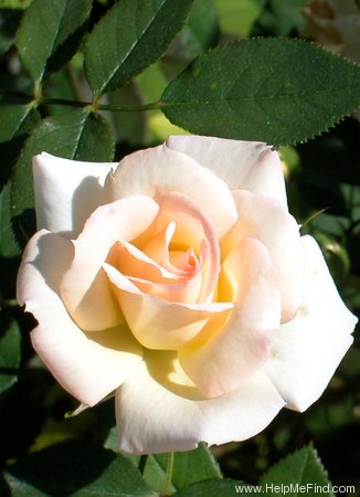 'Sis' rose photo