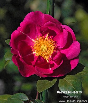 'Basye's Blueberry' rose photo