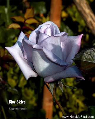 'Blue Skies' rose photo