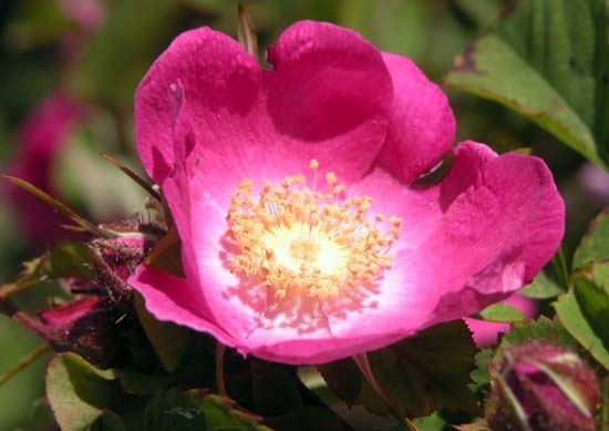 'R. forrestiana' rose photo